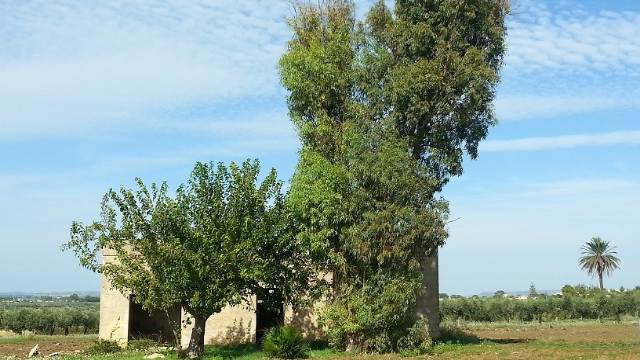 immagine-grande